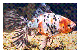 Fantails: These are lovely goldfish with short, rotund bodies and beautiful long double tails. 
